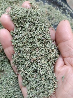 آویشن باریک،آویشن کوهی باریک