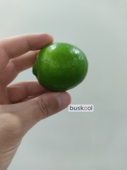لیمو ترش پرشین لایم