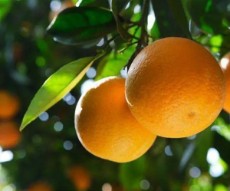 نهال پرتقال دزفول