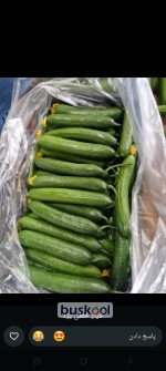 خیار گلخانه ای یزد