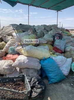 سیب کنسانتره دو رنگ