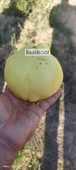 به درجه دو