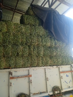 یونجه وکاه وکلش خوشک