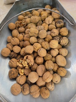 گردو ایرانی