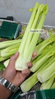 کرفس صادراتی کرج و دزفول