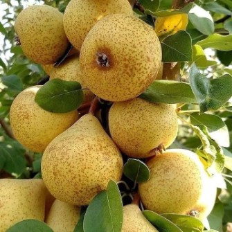 نهال گلابی بیروتی درگزی شاه میوه اسپادانا