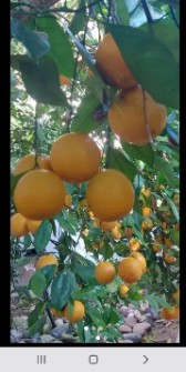 پرتقال دزفول