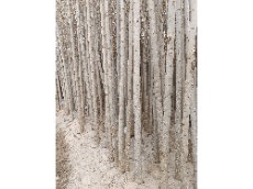 نهال صنوبر صنعتی نیقرای ترکیه ی اصل