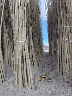 نهال صنوبر اسراییلی