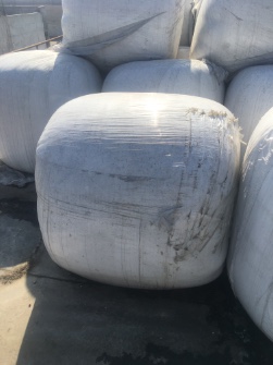 ذرت علوفه ای