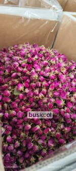 غنچه گل محمدی لاله زار