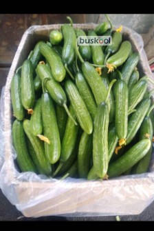 خیار گلخانه‌ای