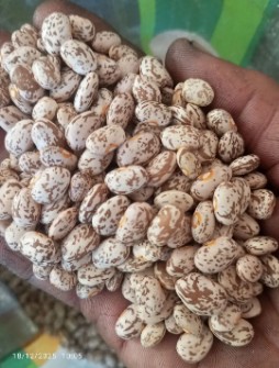 لوبیا چیتی ارتشی