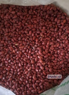 لوبیا قرمز  قرقیز
