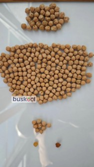نخود روسی سایز +8 با خلوص 96 درصد