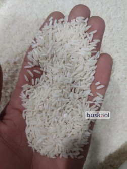 برنج ایرانی پرمحصول کشت مازندران خوشپخت