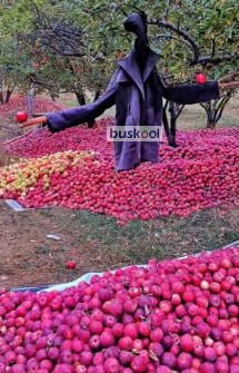 سیب قرمز رد دلیشس