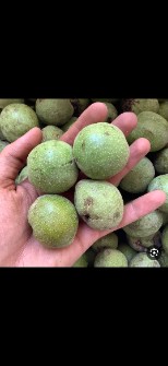 گردو فالی و درشت