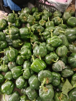 فلفل دلمه سبز