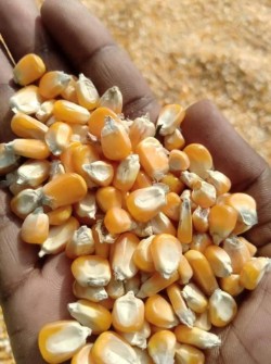 ذرت دامی درجه یک روسی