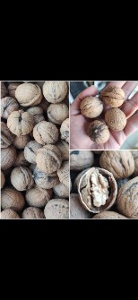 گردو تویسرکان امسالی تازه و خشک