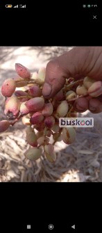 پسته فندقی اکبری