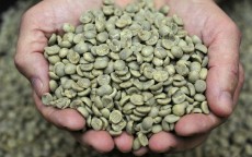 دان سبز قهوه عربیکا گواتمالا
