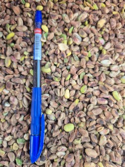 مغز پسته گندمی