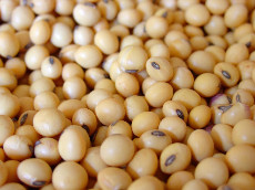 روغن سویا گالن