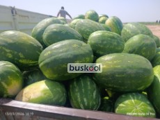 هندوانه بیضی صادراتی همدان