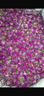 گل محمدی