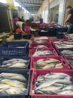 ماهی جنوب صید روز