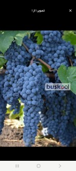 انگور سیاه سردشت دیم