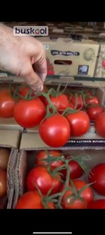 گوجه خوشه ای هیدروپونیک صادراتی