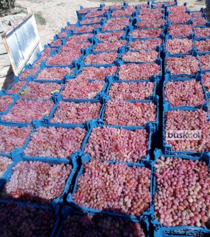 انگور شاهرودی یا کلاهداری