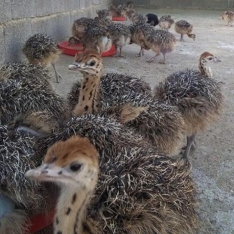 جوجه شترمرغ یکماهه